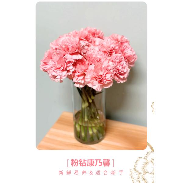 Carnation